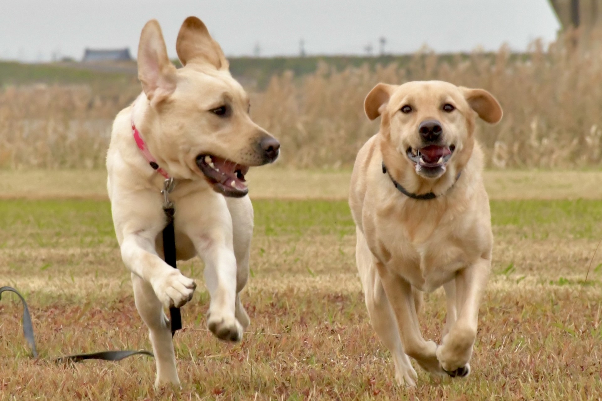 原っぱを２頭のラブラドールがこちらに向かって走っている。左の犬は右の犬を見ている。